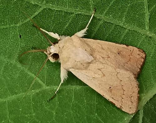 Réf. 333 391 : Mythimna vitellina